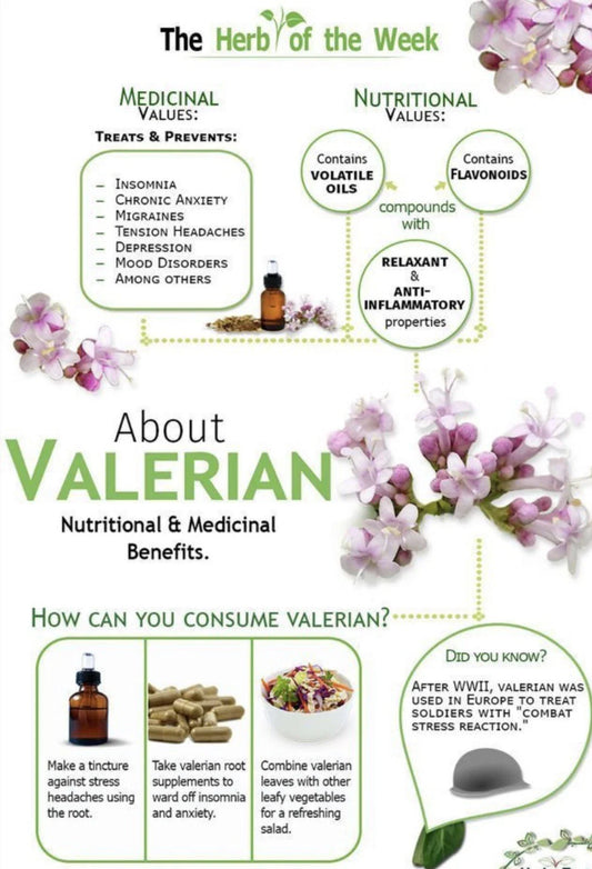 Valerian Seeds 150 Pack - Medicinal Herb - NON GMO - Valeriana officinalis