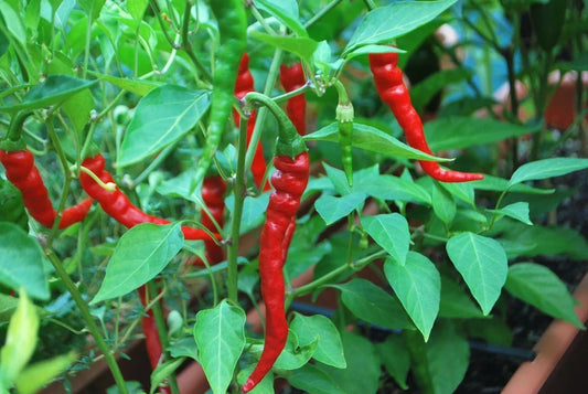 Cayenne Long Red Thin Pepper Seeds, NON-GMO, Variety Sizes, Capsicum annuum, Free Shipping
