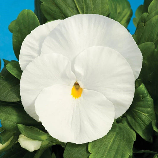 Pansy Seeds - 50 Delta Premium Pure White - Viola tricolor var. hortensis