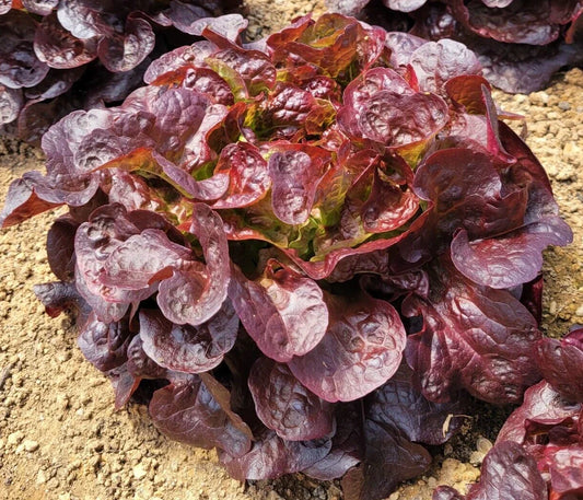 Oakleaf Red Lettuce Seeds - 4g Fresh New Harvest - Premium Quality (Lactuca sativa)