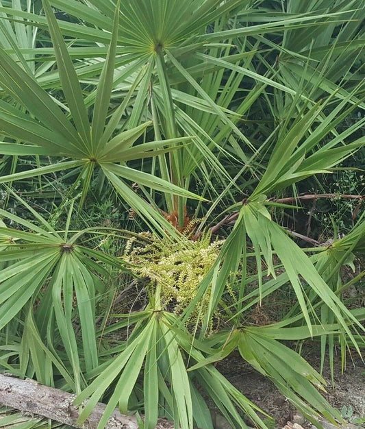 Saw Palmetto Seeds | 10 Seeds | Serenoa Repens | Florida Native Herb for Tincture