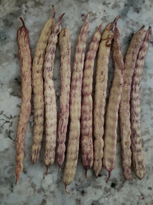 Honey Mesquite Seed Pods - 10 Pack - Drought Tolerant Legume, Prosopis glandulosa, 2025 Harvest