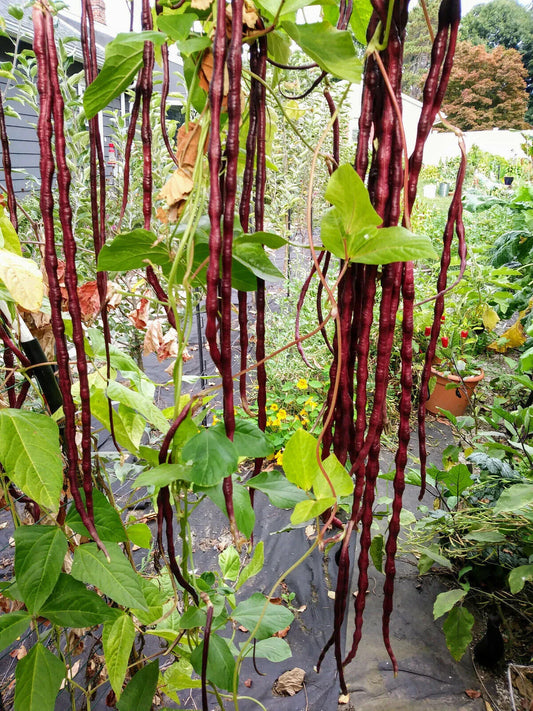 Red Yard Long Bean Seeds, NON-GMO, Chinese Red Noodle, Extra Long, Vigna unguiculata subsp. sesquipedalis