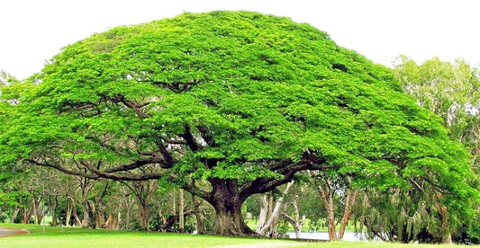 Rain Tree Seeds - 10 Count - Monkey Pod "Hitachi" - Albizia saman - Tropical Flower - Rare Variety