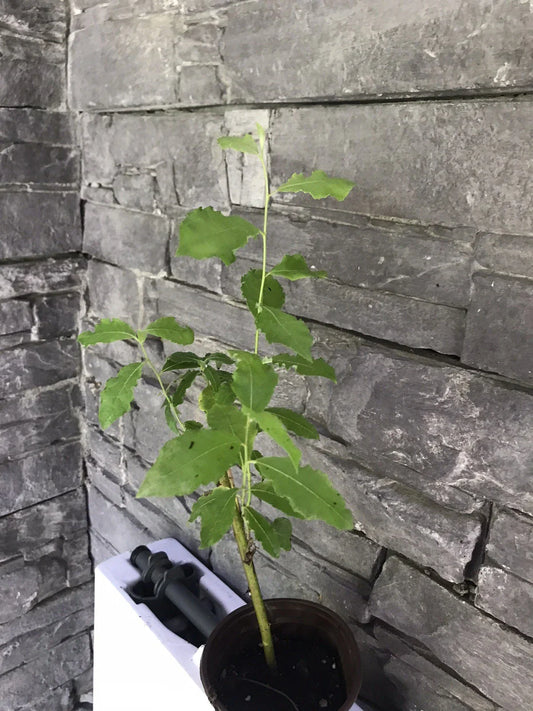 Pussy Willow Live Tree - Well Rooted - Beautiful Easter Willow - Salix - Ready to Plant