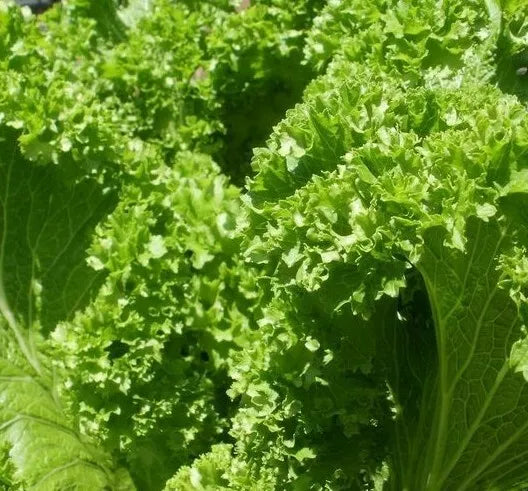 Old Fashioned Mustard Seeds 500+ Count Non-GMO Vegetable Garden Greens Brassica juncea