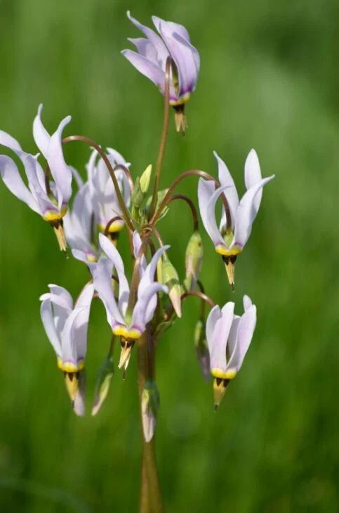 Midland Shooting Star Wildflower Seeds - 50+ Seeds - Native American Cowslip (Dodecatheon meadia) - USA Native