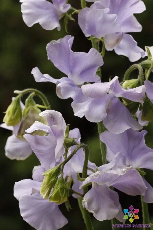 Chelsea Centenary Sweet Pea 50 Seeds - Heirloom Garden Seeds for Planting - Lathyrus odoratus - USA
