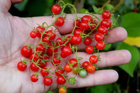 Sweet Pea Currant Tomato Seeds - 30+ Tiny Seeds - Rare Varietal - High Yield - Perfect for Home Gardens