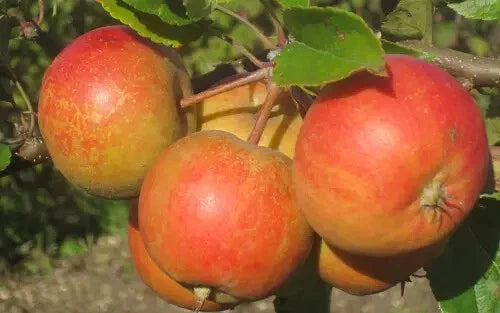 Rubinette Apple Seeds - 25+ Seeds for Garden Planting - Malus domestica - USA