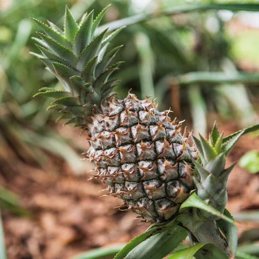 White Jade Pineapple Seeds - 15+ Pack - Garden Planting - Ananas comosus - USA