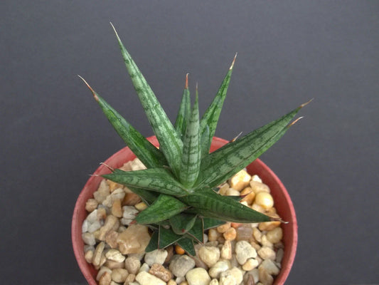 Sansevieria Francisii 4" Rare Exotic Succulent Outdoor Collector Plant - Snake Plant
