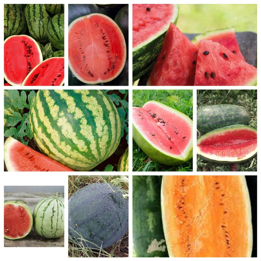 Watermelon Seeds Collection - NON-GMO, 9 Heirloom Varieties, Free Shipping, Citrullus lanatus