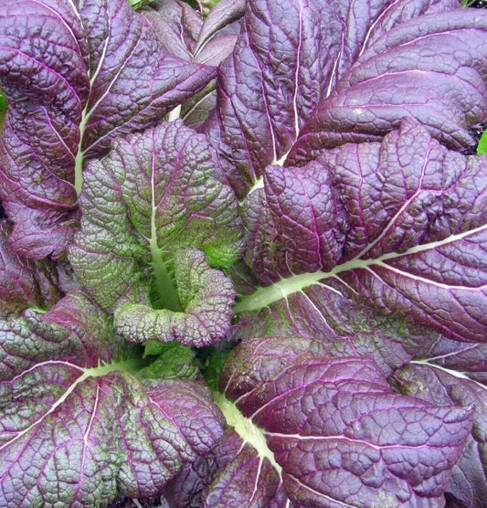 Osaka Purple Mustard Seeds 300+ Count, Asian Culinary Vegetable, Brassica juncea, Ideal for Garden Planting