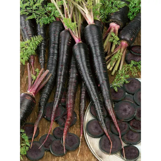 Black Nebula Carrot Seeds - 300 Non-GMO Heirloom Seeds - Daucus carota