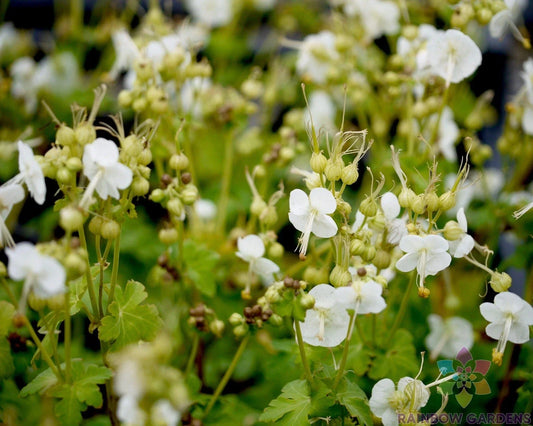 25+ White Geranium Seeds for Garden Planting - Pelargonium x hortorum - USA Grown, Non-GMO, Easy to Grow