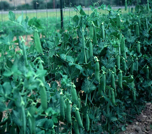 Lincoln Pea Seeds - High Yielding - 100 Count Packet - Pisum sativum
