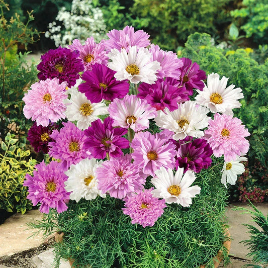 Double Click Mixed Cosmos Seeds - 200+ Pack for Garden Planting - Cosmos bipinnatus - USA