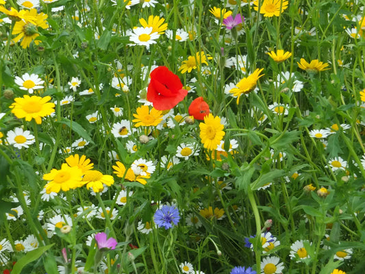Dry Land Wildflower Seed Mix, 20 Species, Drought Tolerant, Arid Landscape, Native Flora