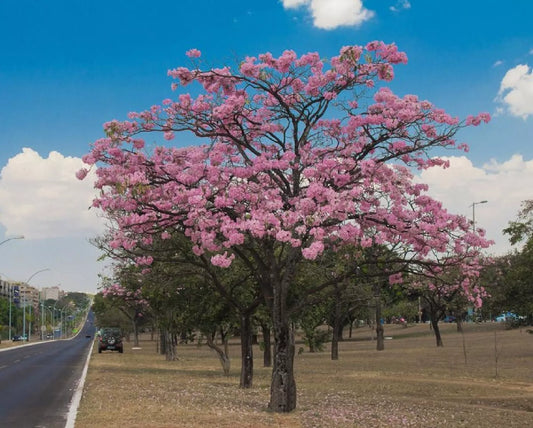 Pink Trumpet Tree Seeds - Pre-Stratified 15 Seeds - Tabebua rosea - Tropical Flowering Tree Seeds