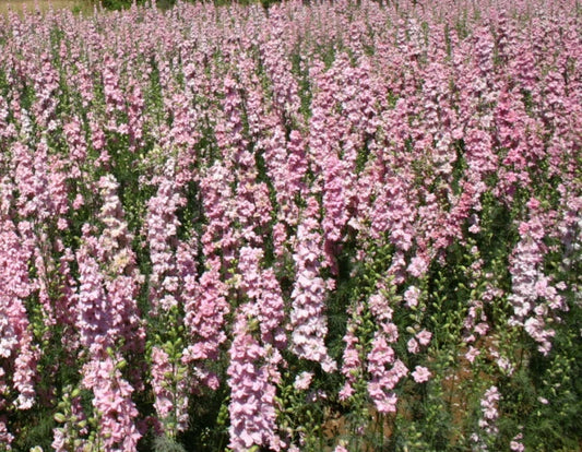 Rocket Larkspur Seeds - 500 Non-GMO Pink Pastel Flowers for Pollinators - Delphinium spp.