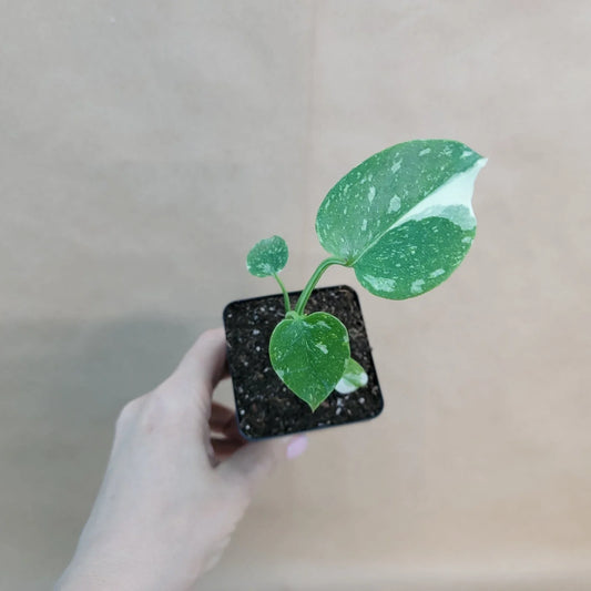 Monstera Thai Constellation 3" Pot | Rare Variegated Indoor Plant | Houseplant | Monstera Deliciosa Variegata