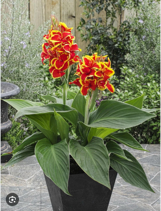 Canna Lily Small Rooted Starter Plant, Red Golden Flame, Tropical Perennial, Canna indica