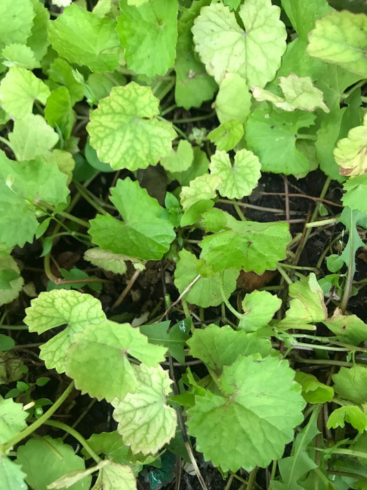 Edible Pennywort Gotu Kola Live Starter Plants - 10 Bare Roots - Vietnamese Rau Ma - Hydrocotyle asiatica