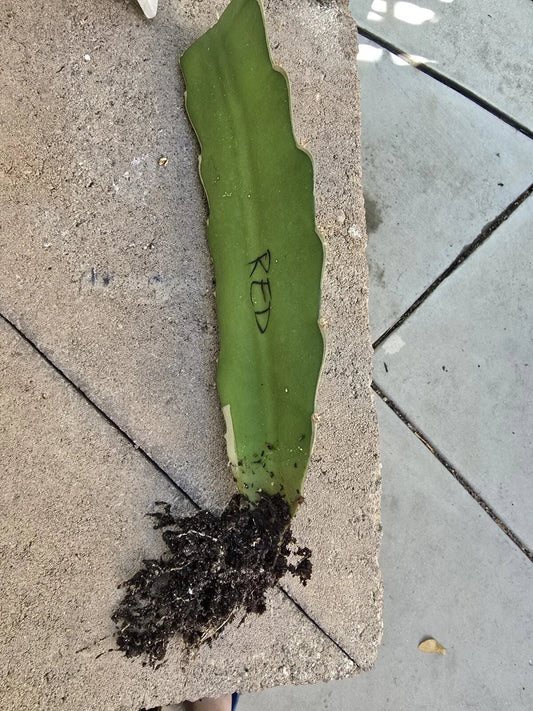 Rooted Robles Red Dragon Fruit Cutting - 8-10 Inch Pitaya (Hylocereus undatus)
