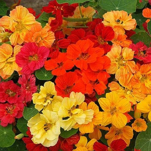 Nasturtium Seeds - Whirlybird Double Mix - Dwarf Multicolor Fragrant Edible - 25 Seeds - Tropaeolum majus