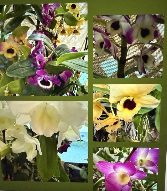 Dendrobium Orchid Plant - Bare Root 1 Stem with Buds & Blooms - Exotic Indoor Flowering Plant (Dendrobium spp.)