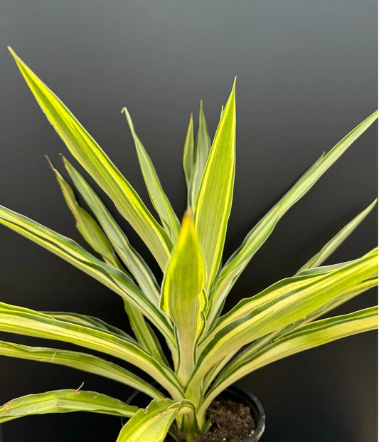 Yucca Plant 1 Gallon Variegated Hybrid 'Solaris' Succulent (Yucca cv. 'Solaris') Rooted Rare Houseplant