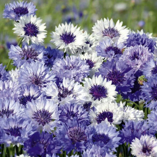 Cornflower Seeds - Fantastic Mix, Non-GMO, Sun/Partial Shade, 200 Seeds (Centaurea cyanus)