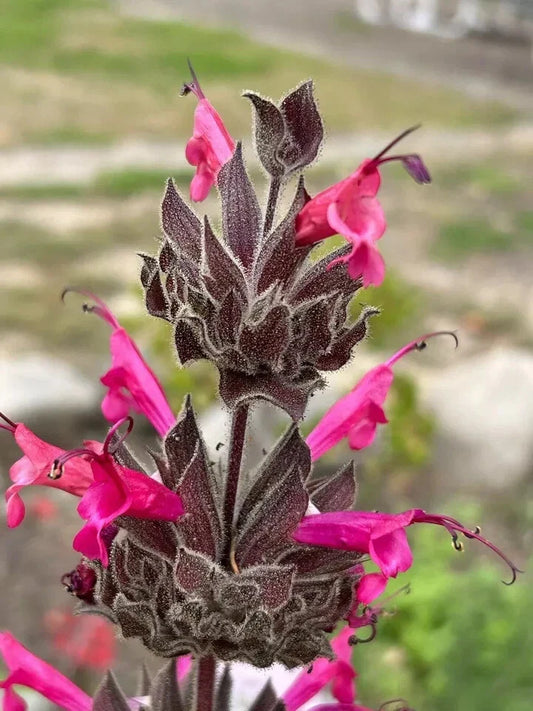 Hummingbird Sage Seeds - 10 Pack - Salvia spathacea - Pitcher Sage - Native Plant - Drought Tolerant - USA Grown