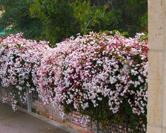 Pink Jasmine Starter Plant - Jasminum Polyanthum - Rooted, Extremely Fragrant