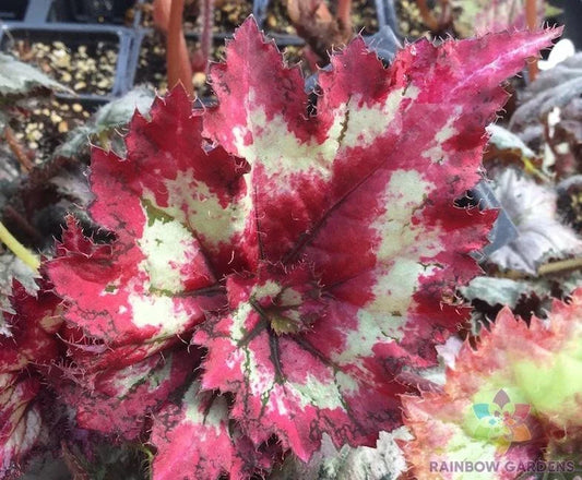 Tie Dye Begonia Seeds - 25+ Seeds for Garden Planting - Colorful Varieties - Perfect for Home Garden - USA