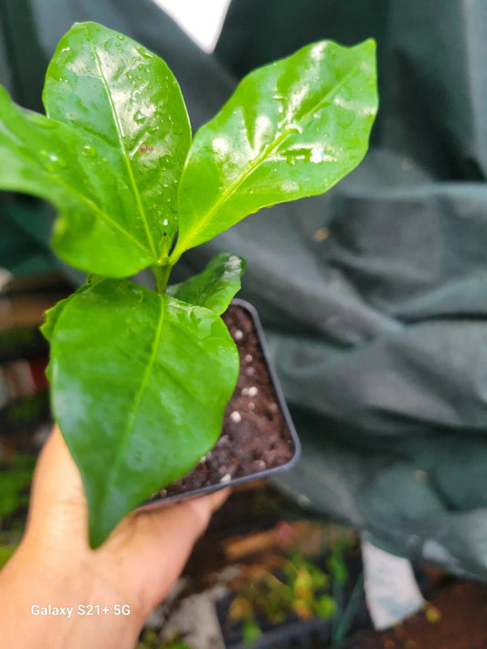 Coffee Plant - 3" Pot - Arabica Evergreen Houseplant - Coffea arabica