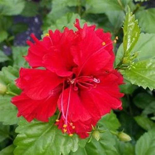Tropical Hibiscus Starter Plant - Pride of Hankins Red - Triple Red Bloom - Hibiscus rosa-sinensis