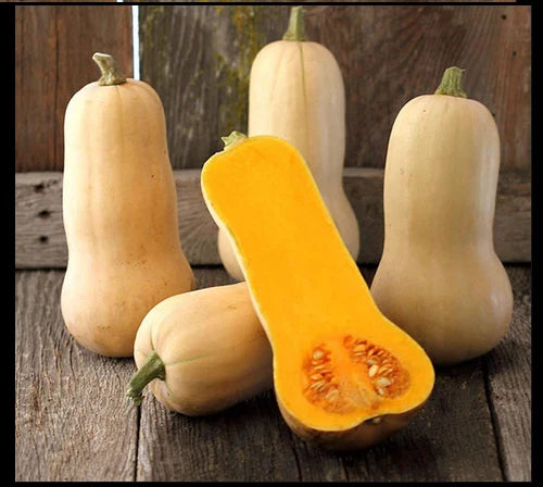 Waltham Butternut Winter Squash Seeds - 15 to 200 Heirloom Seeds for Classic Summer Gardens - Cucurbita moschata
