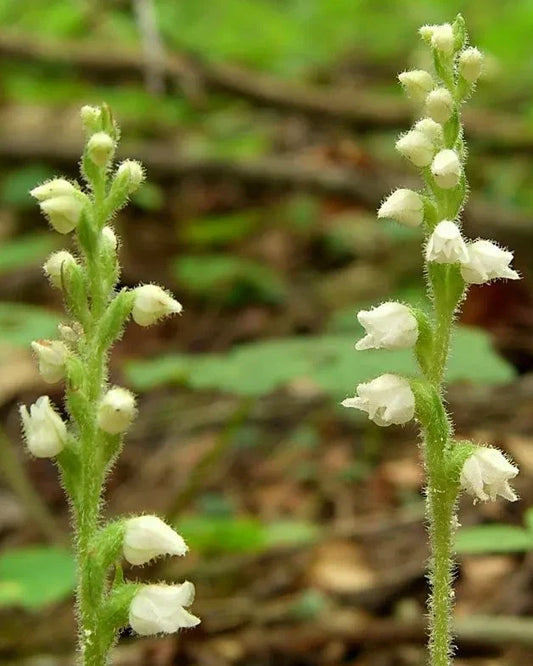 Live Rattlesnake Orchid Plant - 5 Root System Perennial - Goodyera oblongifolia