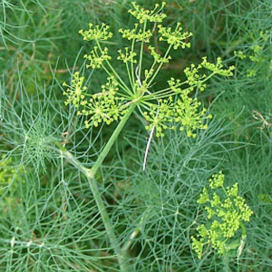 Dill Bouquet Seeds, Heirloom Vanderbilt Variety, Non-GMO Easy Grow Herb, Anethum graveolens
