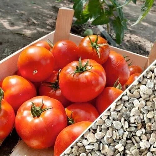 Homestead Tomato Seeds - 10+ Heirloom, Non-GMO, Organic, Drought Resistant - Solanum lycopersicum