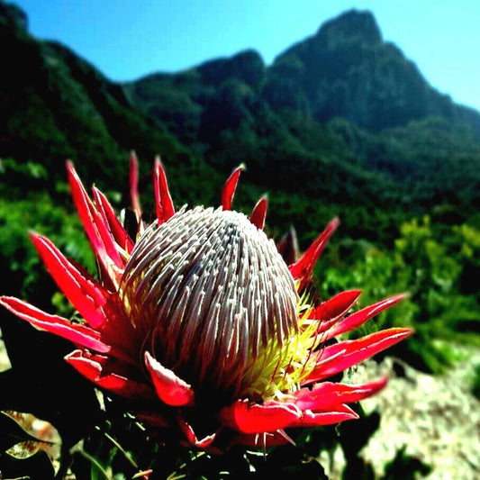 King Protea Seeds - 10 Pack - Cynaroides - Rare Exotic Garden Plant with Giant 12" Flowers