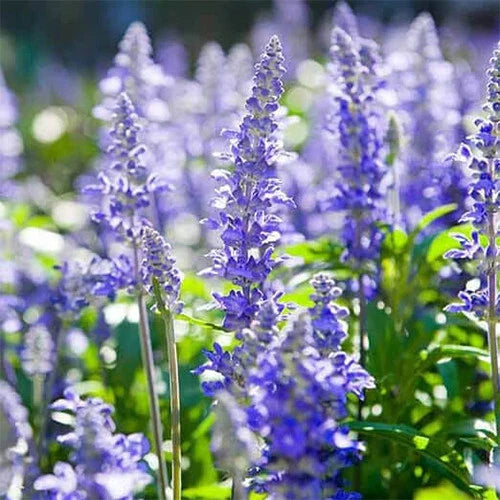 Hyssop Seeds - Heirloom Non-GMO - Blue-Purple Flowers - Hyssopus officinalis - Free Shipping