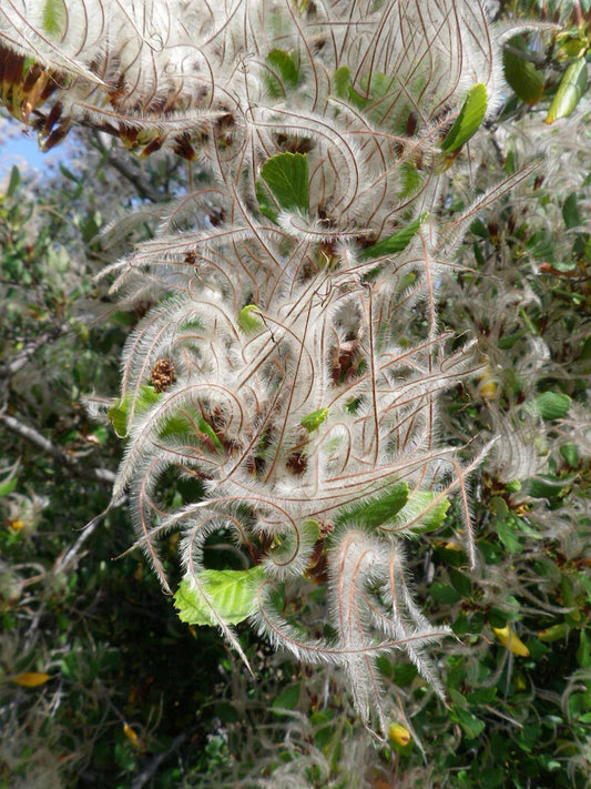 Mountain Mahogany Seeds, 30 Count, Cercocarpus montanus, Drought-Tolerant Native Plant for Landscaping and Restoration