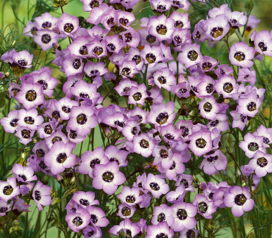Bird's Eyes Gilia Seeds 500+ Tricolor Annual Flower - Gilia Tricolor - Attracts Hummingbirds - USA Free Shipping
