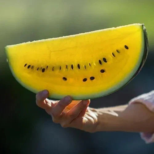 Moon and Stars Watermelon Seeds - 20+ Yellow Flesh - Non-GMO Heirloom - Fresh - Citrullus lanatus