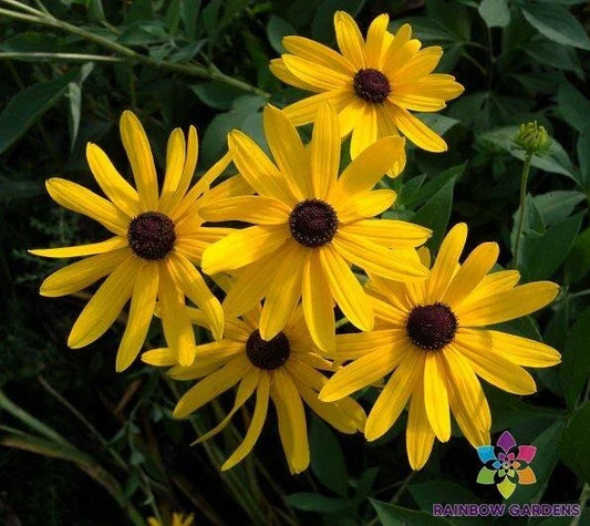 Sweet Coneflower Seeds 200+ Pack, Rudbeckia, Garden Planting, USA Origin, Easy Growing