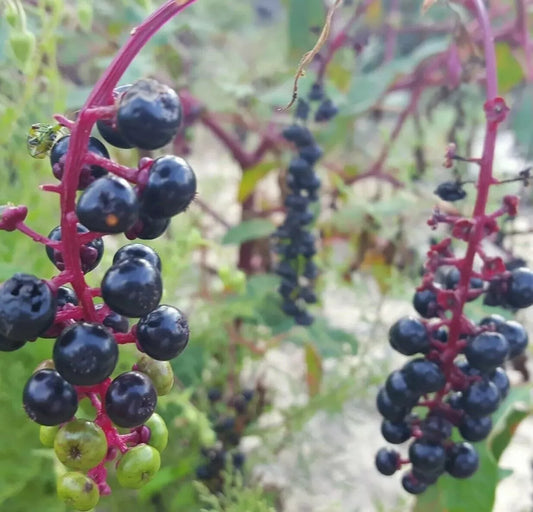 Pokeweed Seeds | 25 Pack | Phytolacca Americana | Florida Native | Edible Poke Salad | Wild Plant Seeds