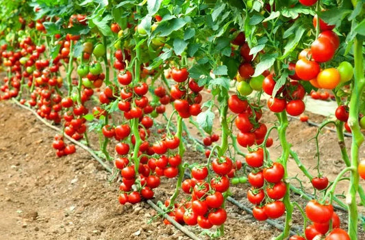 Early Cascade Tomato Seeds - Organic Heirloom - NON-GMO - 10+ Seeds - Rare Variety - Solanum lycopersicum